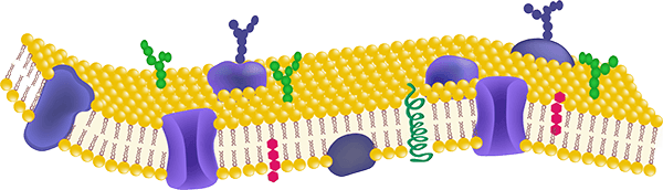 Cell membrane illustration showing embedded membrane proteins and surrounding structures