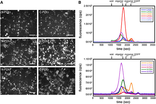 Fluorescence-detection size-exclusion chromatography (FSEC) for membrane protein pre-crystallization screening