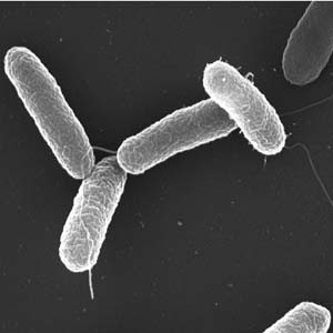 Salmonella