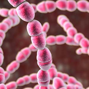 Streptococcusthermophilus