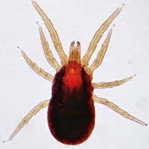 Mite