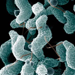 Campylobacterjejuni