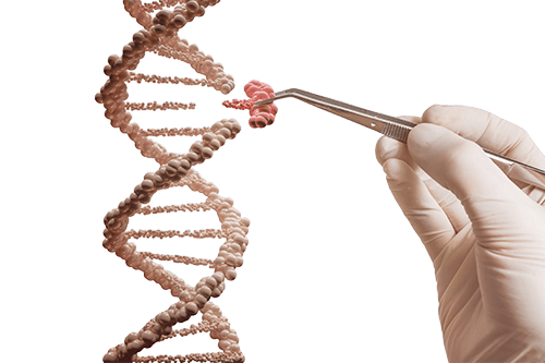 Gene mutagenesis illustration