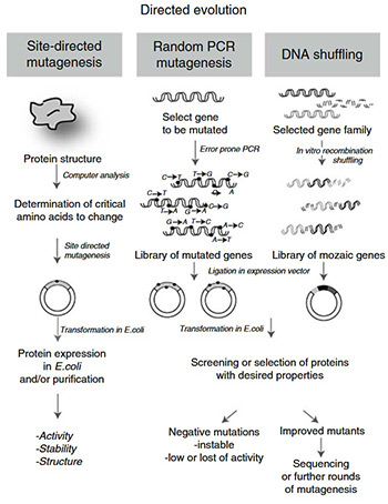 Three main mutagenesis strategies: site-directed, random PCR, and DNA shuffling