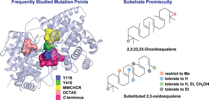 Site-directed mutagenesis study on oxidosqualene cyclases