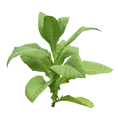 Nicotiana tabacum as a plant-based protein expression platform