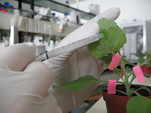 Agroinfiltration of Nicotiana benthamiana leaves for recombinant protein production