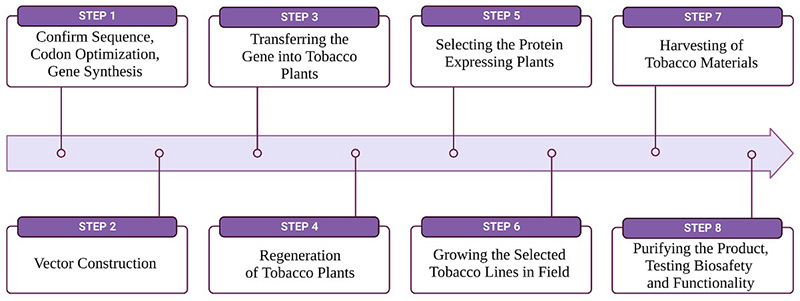 Process of tobacco-based recombinant protein expression