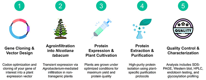 Workflow of Nicotiana tabacum expression service