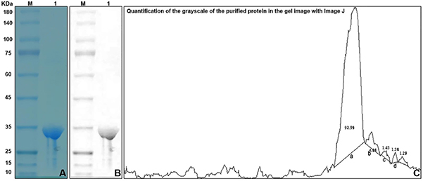 E Expression of recombinant human apolipoprotein A-I Milano in Nicotiana tabacum