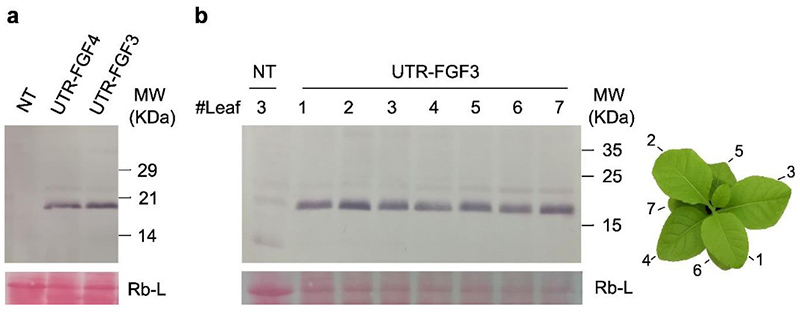 Protein accumulation analysis in UTR-FGF transplastomic Nicotiana tabacum lines