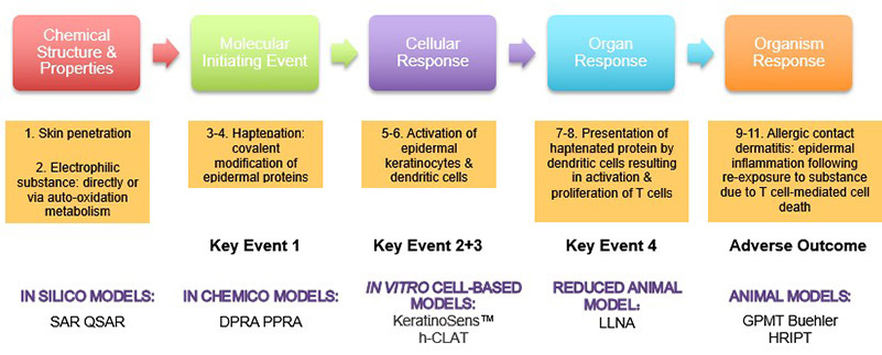 Adverse outcome pathway (AOP) showing key events and testing methods for skin sensitization