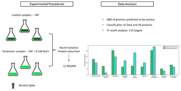 An overview of the experimental procedures and data analysis for the characterization of the nuclear proteome of Chlamydomonas in response to salt stress