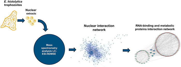 Graphic abstract of the study of the Entamoeba nuclear proteome