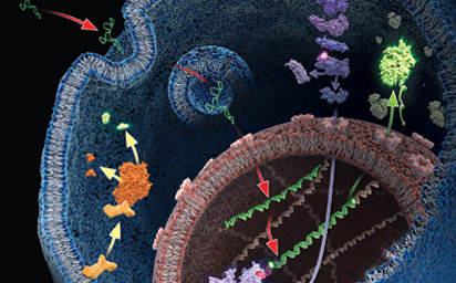 Nuclear Receptor