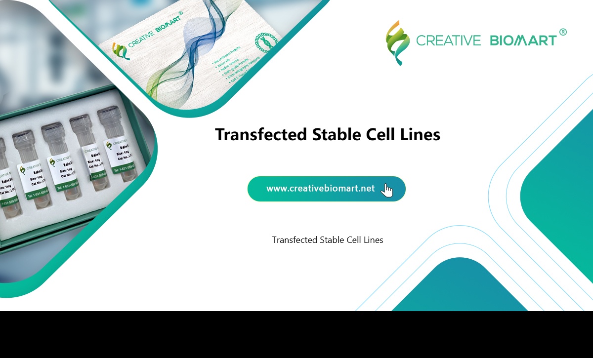 Transfected Stable Cell Lines Creative BioMart