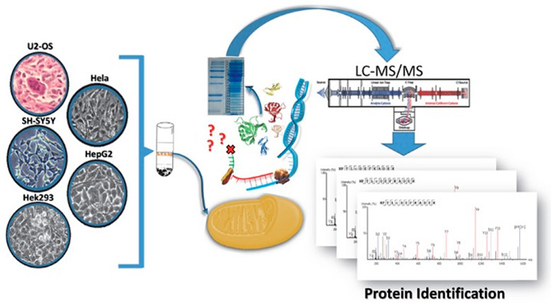 Graphic abstract of the extraction and identification of mitochondrial proteins