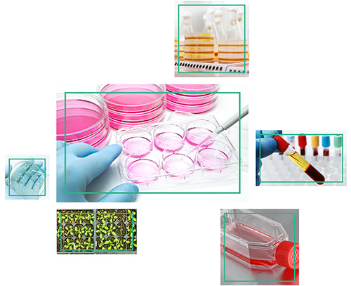 Creative BioMart can handle various samples for organelle protein extraction