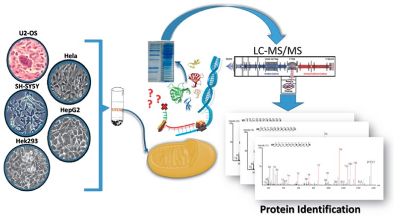 Organelle isolation and organelle protein extraction.