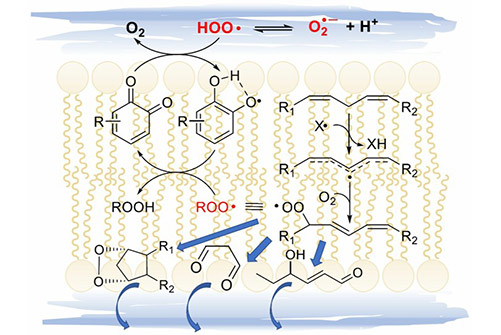 Lipid peroxidation and antioxidant protection; Valgimigli, 2023.