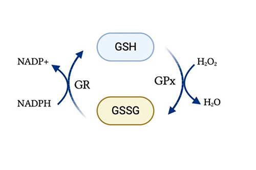 Glutathione in its oxidized form (GSSG) is converted into its reduced form (GSH) during antioxidant conditions; adapted from Poladian et al., 2023.
