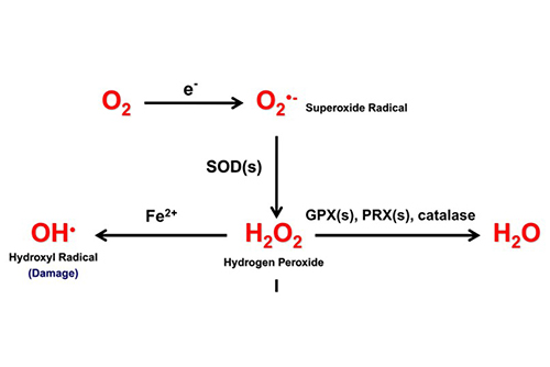 Production and interconversion of reactive oxygen species; Sullivan and Chandel, 2014.