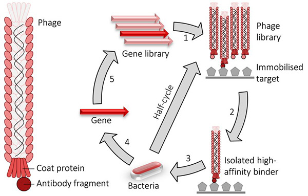 Diagram illustrating the principle and workflow of phage display technology