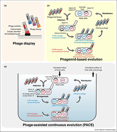 Three phage-assisted directed evolution methods including phage display, phagemid evolution, and PACE