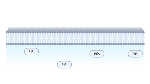 Lipid peroxidation and antioxidant protection; Valgimigli, 2023.