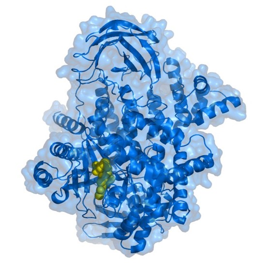 Lipid Peroxidation Measurements