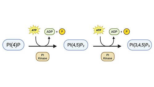 Lipid peroxidation and antioxidant protection; Valgimigli, 2023.