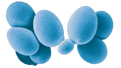 Pichia pastoris as a glycoprotein expression system
