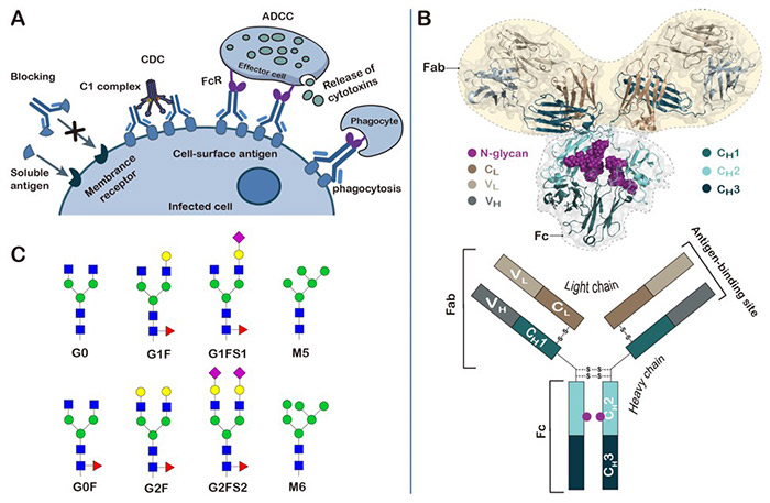 Significance of glycosylation in therapeutic protein development
