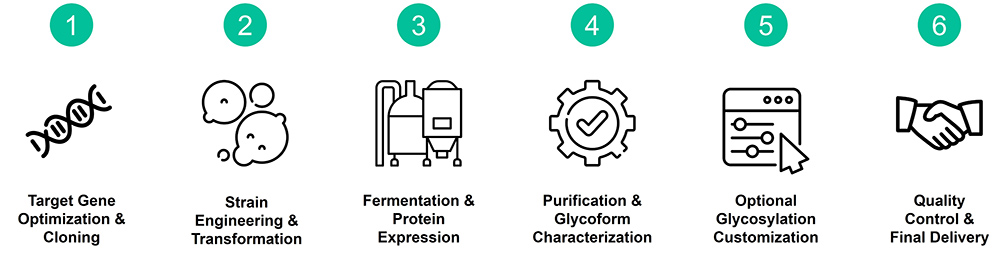 Workflow of Pichia-based glycoprotein production service
