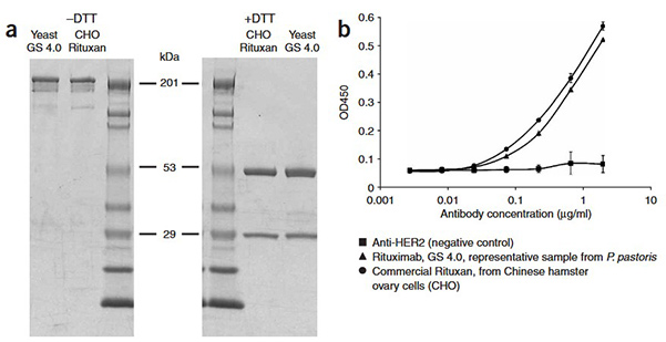 Engineering yeast for human-like glycan end-products