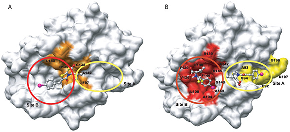 Developing an NMR-based binding site mapping program called Auto-face for protein binding site mapping