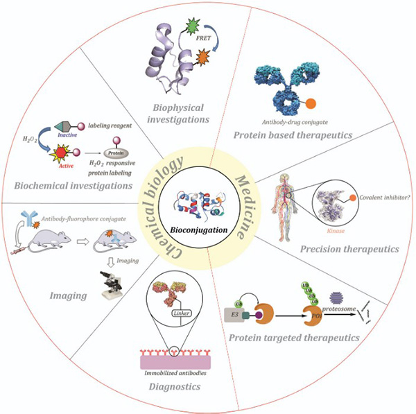Applications of protein bioconjugation