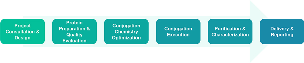 Workflow of protein bioconjugation services