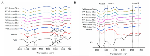 Decisive role of glycation time dependent conjugation degree in size control and stability improvement of colloidal nanoparticles