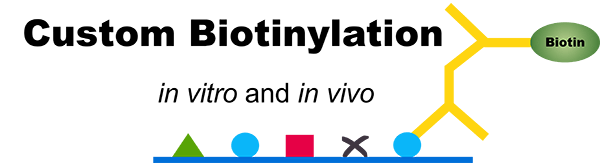 Protein biotinylation service at Creative BioMart