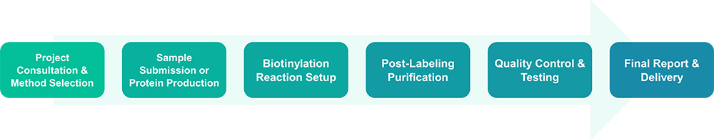 Workflow of protein biotinylation service
