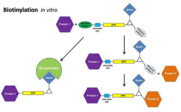 Biotinylation in vitro