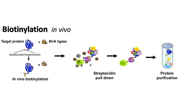 Biotinylation in vivo