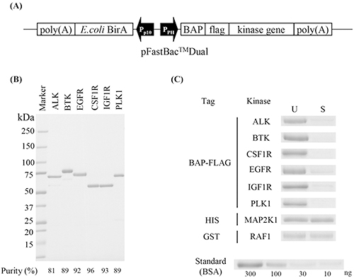Quick evaluation of kinase inhibitors by surface plasmon resonance using single-site specifically biotinylated kinases