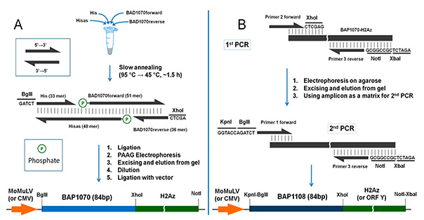 Workflow for proximity utilizing biotinylation (PUB) method