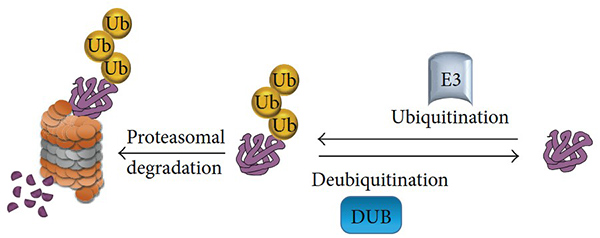 Diagram of ubiquitination and deubiquitination processes