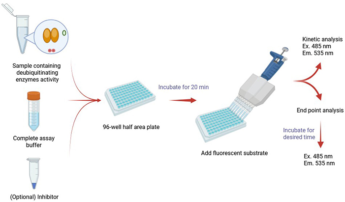 Simplified diagram of protein deubiquitination assay