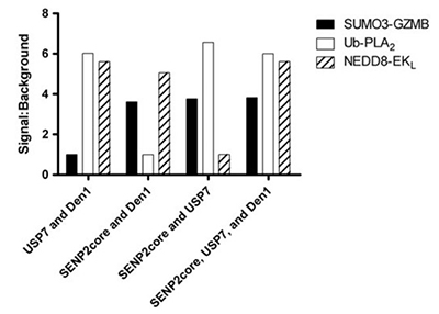 Detection of ubiquitin and ubiquitin-like protease activity