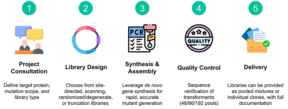 Workflow of protein engineering and mutant library construction service