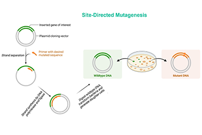 Site-directed mutagenesis library construction